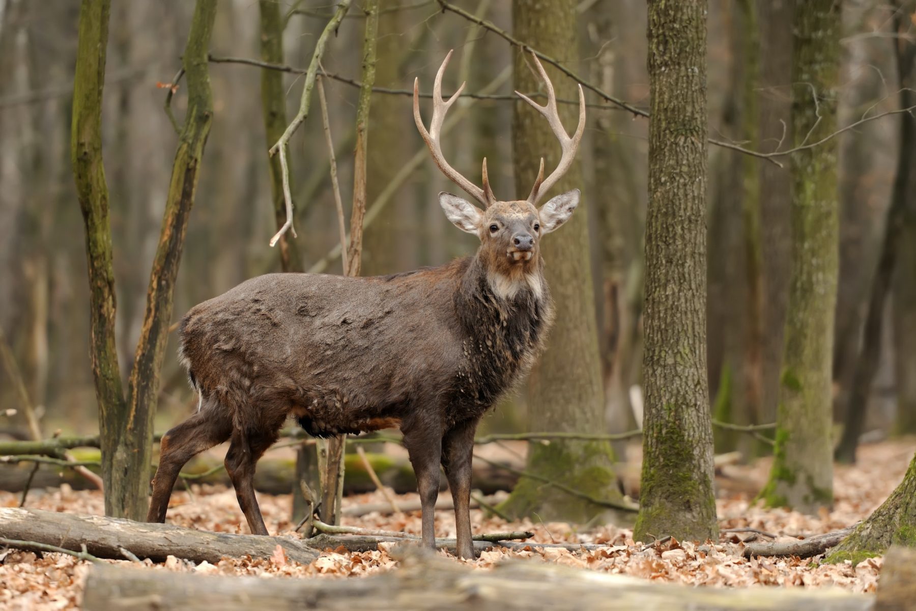 Deer in forest